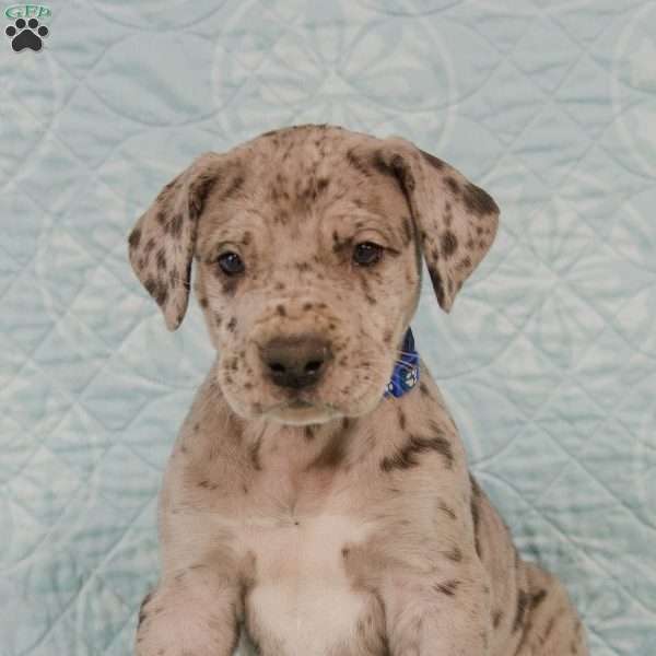 Lacy, Great Dane Puppy